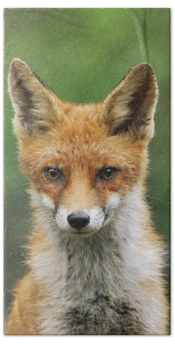 Mp Hand Towel featuring the photograph Red Fox by Jan Vermeer