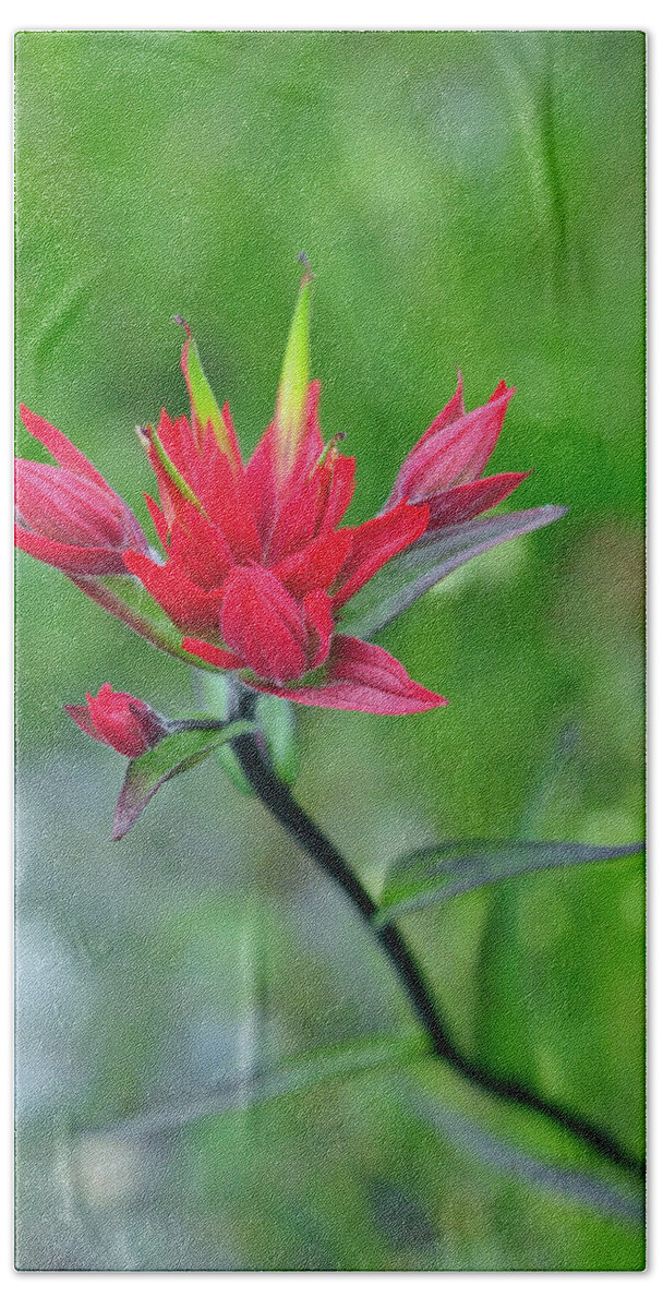 Wildflowers Bath Towel featuring the photograph Red Indian Paintbrush by Lisa Phillips
