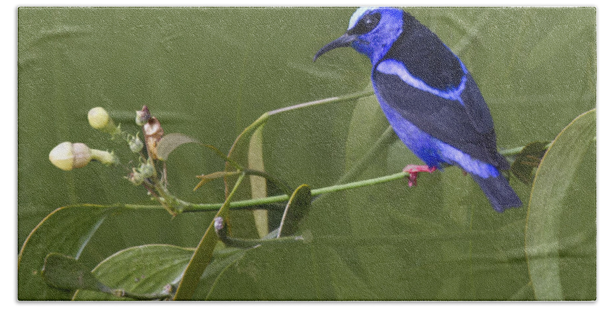 Red_legged_honeycreeper Bath Towel featuring the photograph Red-legged Honeycreeper - Cyanerpes cyaneus by Heiko Koehrer-Wagner