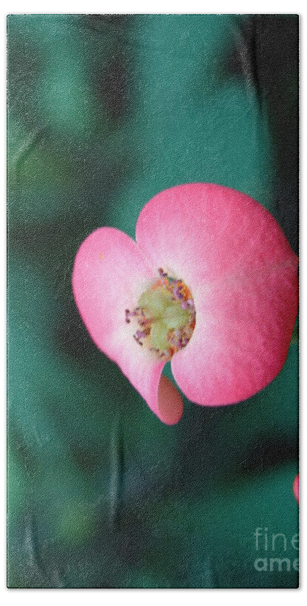 Flower Bath Towel featuring the photograph Red Orchid by Randy J Heath
