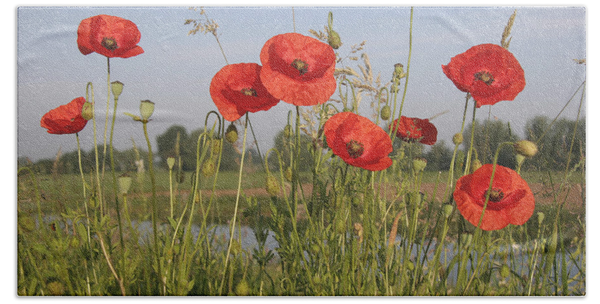 Fn Hand Towel featuring the photograph Red Poppy Papaver Rhoeas Flowering by Gerard Schouten