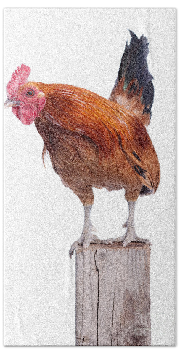 Animal Bath Towel featuring the photograph Red Rooster on Fence Post Isolated White by Cindy Singleton