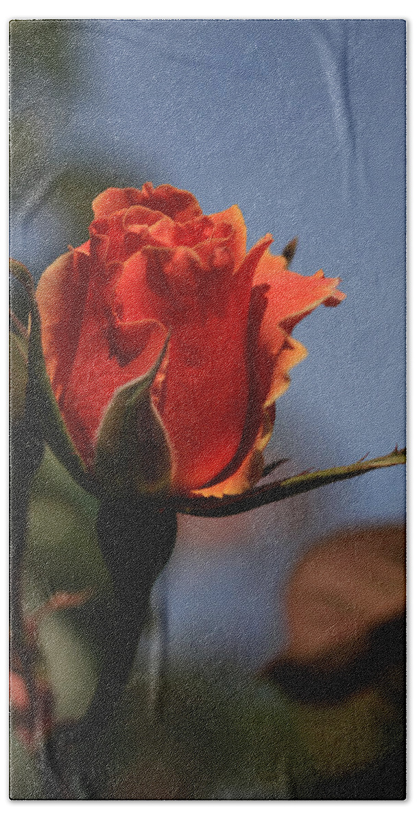 Floral Bath Towel featuring the photograph Red Rose Bud vert by Donna Corless