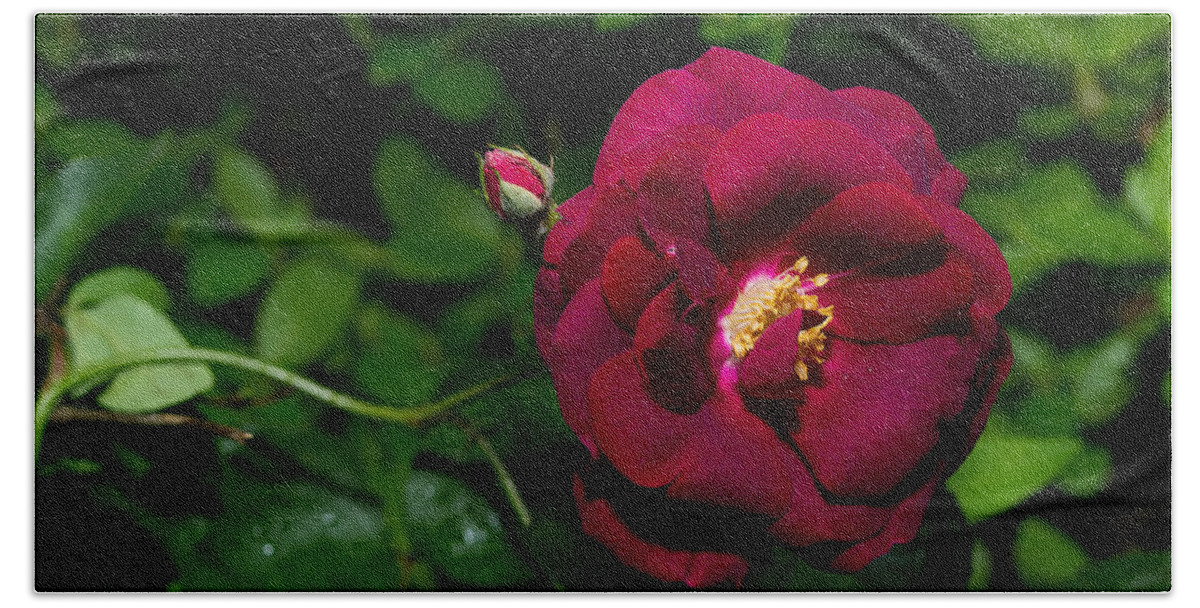 Da L 35 2.4 Bath Towel featuring the photograph Red Rose in the Wild by Lori Coleman