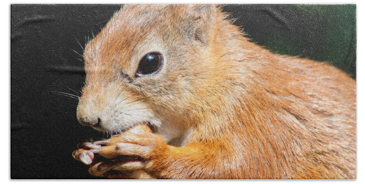British Wildlife Centre Bath Towel featuring the photograph Red Squirrel by Dawn OConnor