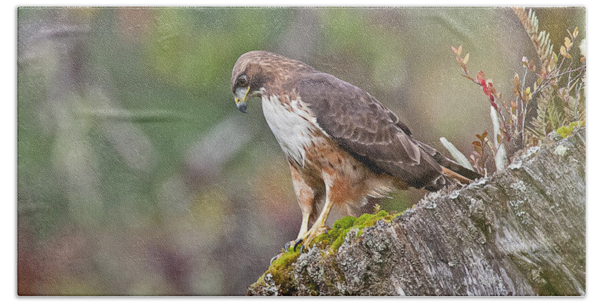 Bird Bath Towel featuring the photograph Red-tailed Hawk by Jean-Luc Baron
