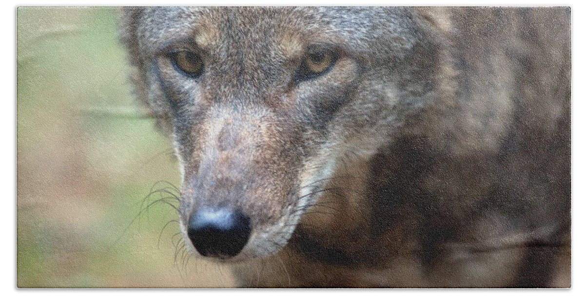 Wolf Bath Towel featuring the photograph Red Wolf Closeup by Karol Livote