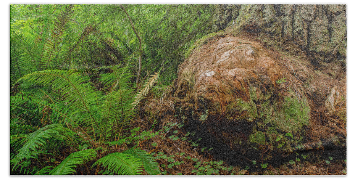 Redwoods Hand Towel featuring the photograph Redwood Burls and Ferns by Greg Nyquist