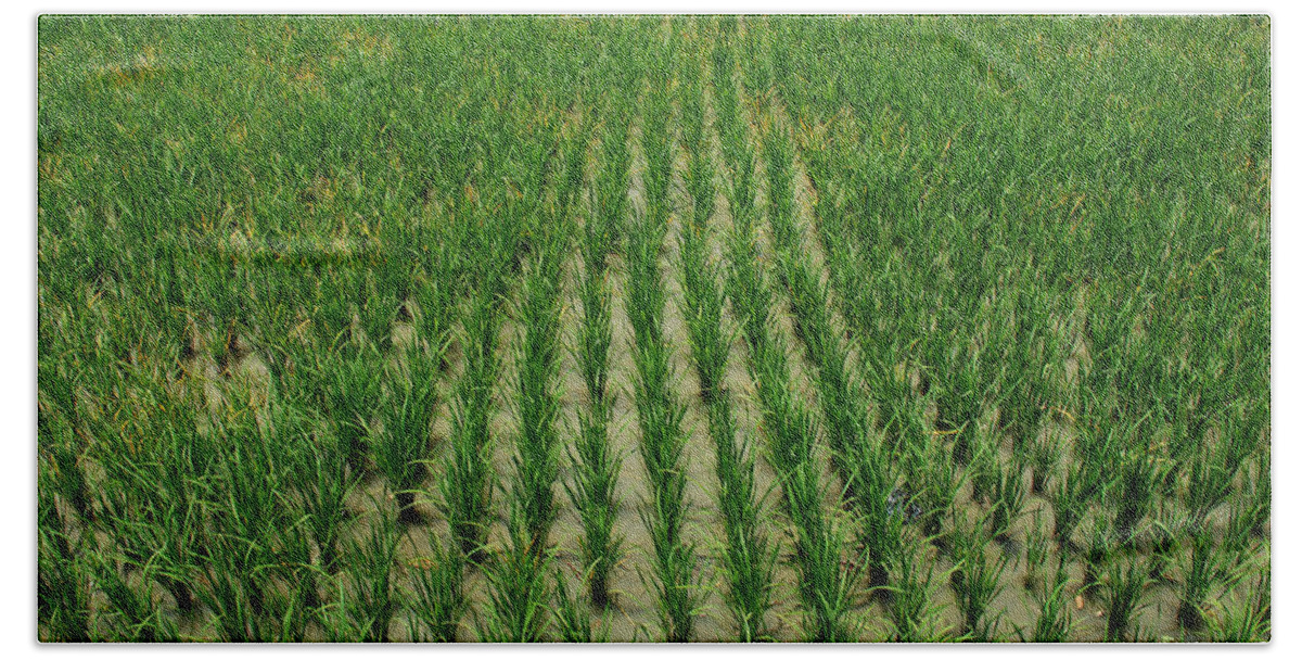 Travel Bath Towel featuring the photograph Rice Field by Perry Van Munster