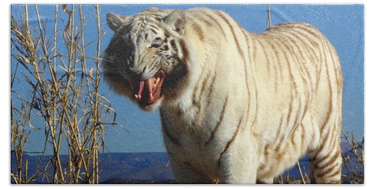 Tiger Bath Towel featuring the photograph Roar by Kim Galluzzo Wozniak