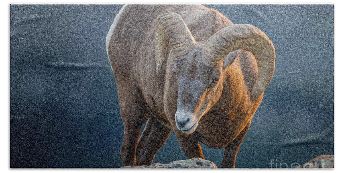 2012 Bath Towel featuring the photograph Rocky Mountain Big Horn Ram by Ronald Lutz