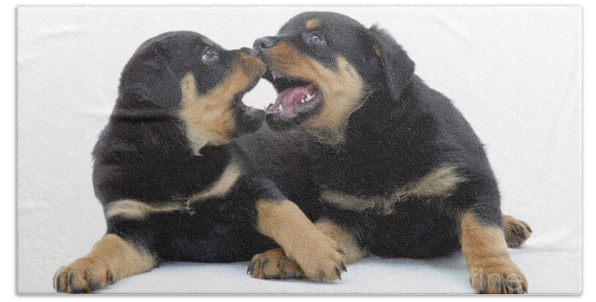 Dog Bath Towel featuring the photograph Rottweiler Pups by Jane Burton