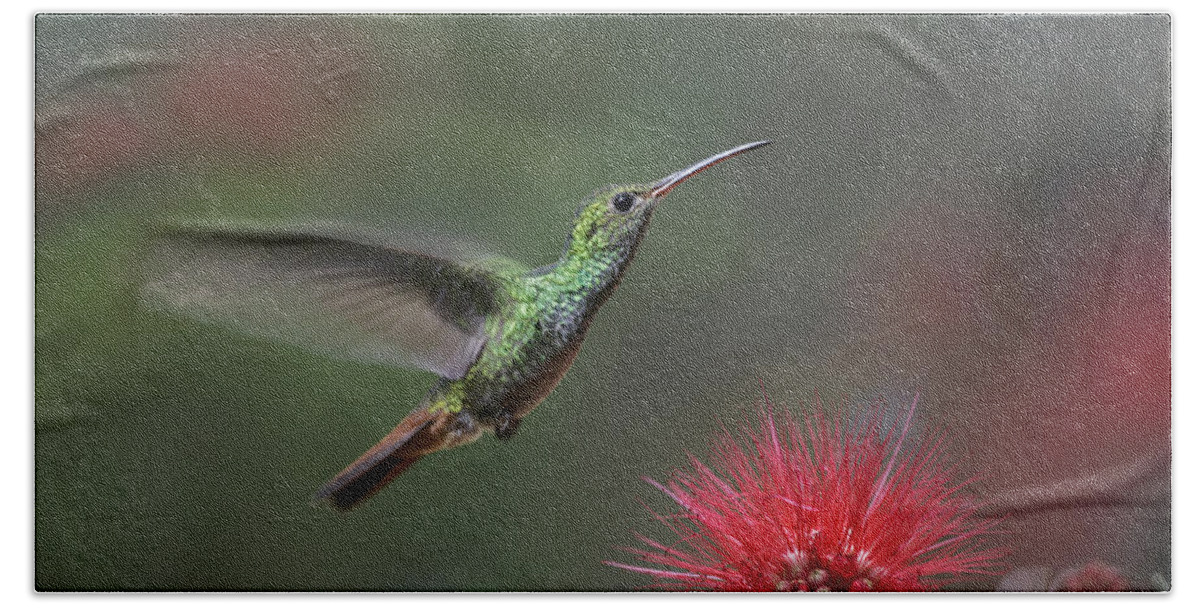 00176927 Hand Towel featuring the photograph Rufous Tailed Hummingbird At Fairy by Tim Fitzharris