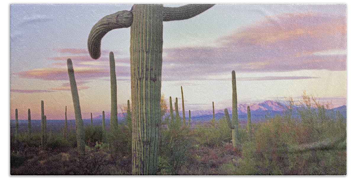 00176672 Bath Towel featuring the photograph Saguaro Cacti by Tim Fitzharris