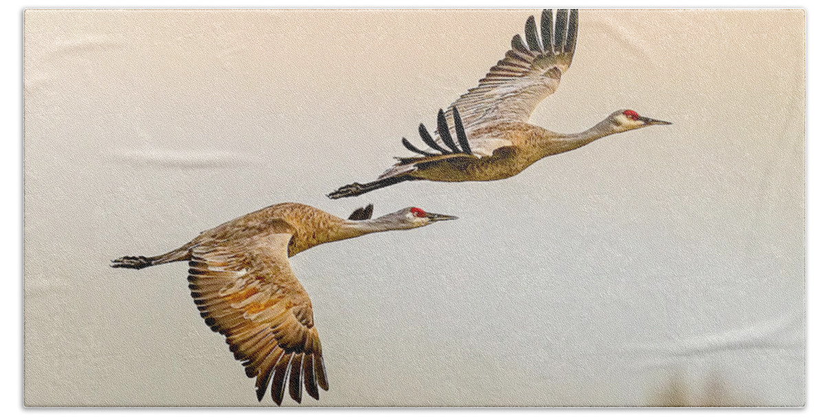 Birds Hand Towel featuring the photograph Sandhill Crane Mated Pair by Fred J Lord