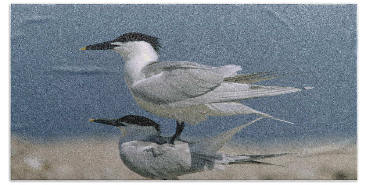 00171580 Bath Towel featuring the photograph Sandwich Tern Couple Courting North by Tim Fitzharris
