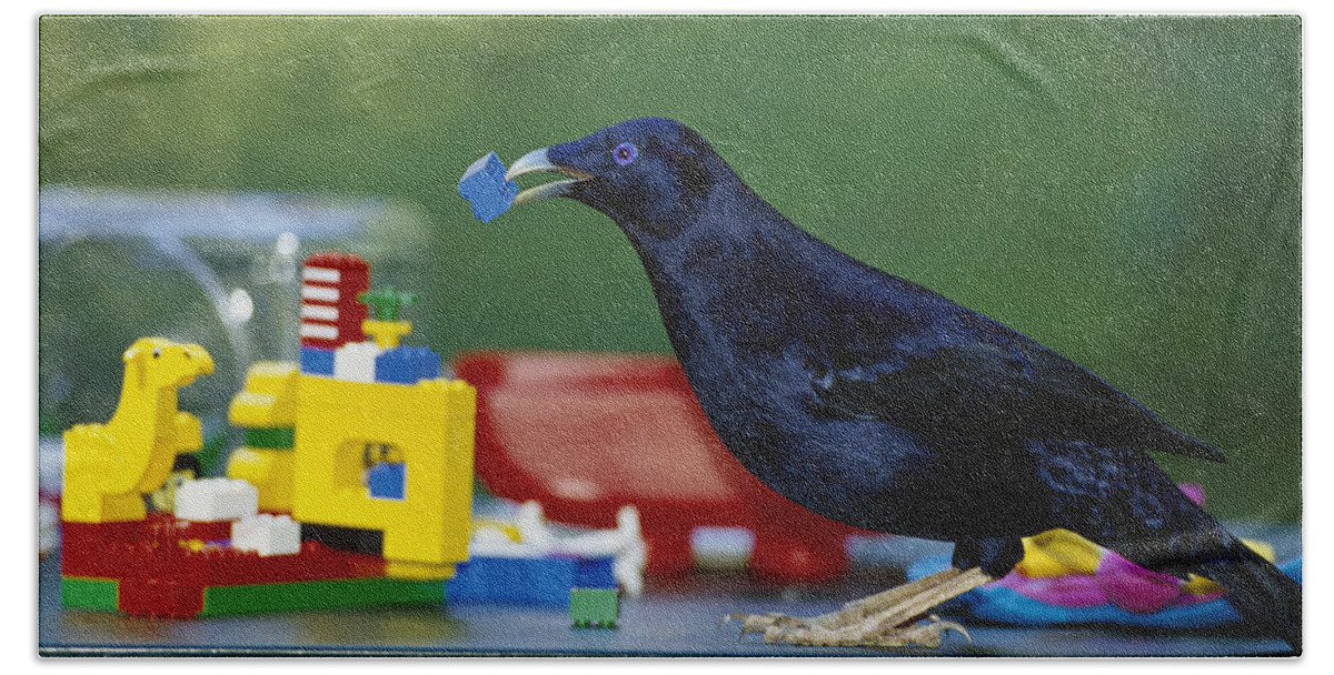 00620193 Hand Towel featuring the photograph Satin Bowerbird Collecting Blue Blocks by Cyril Ruoso