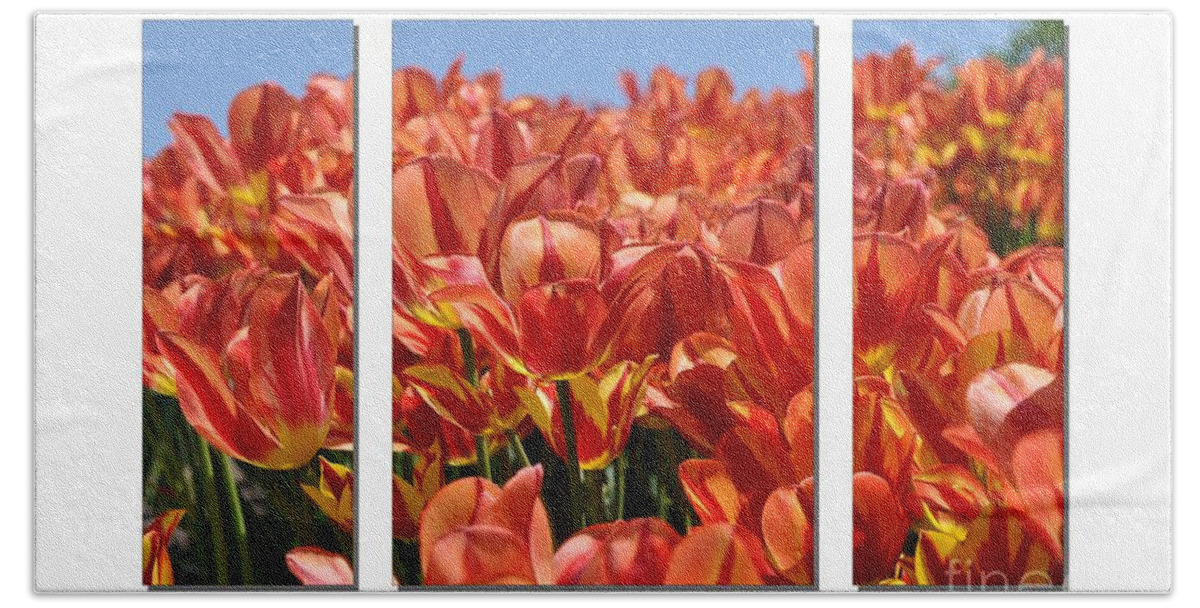 Flowers Bath Towel featuring the photograph Sea of Tulips by Elaine Manley