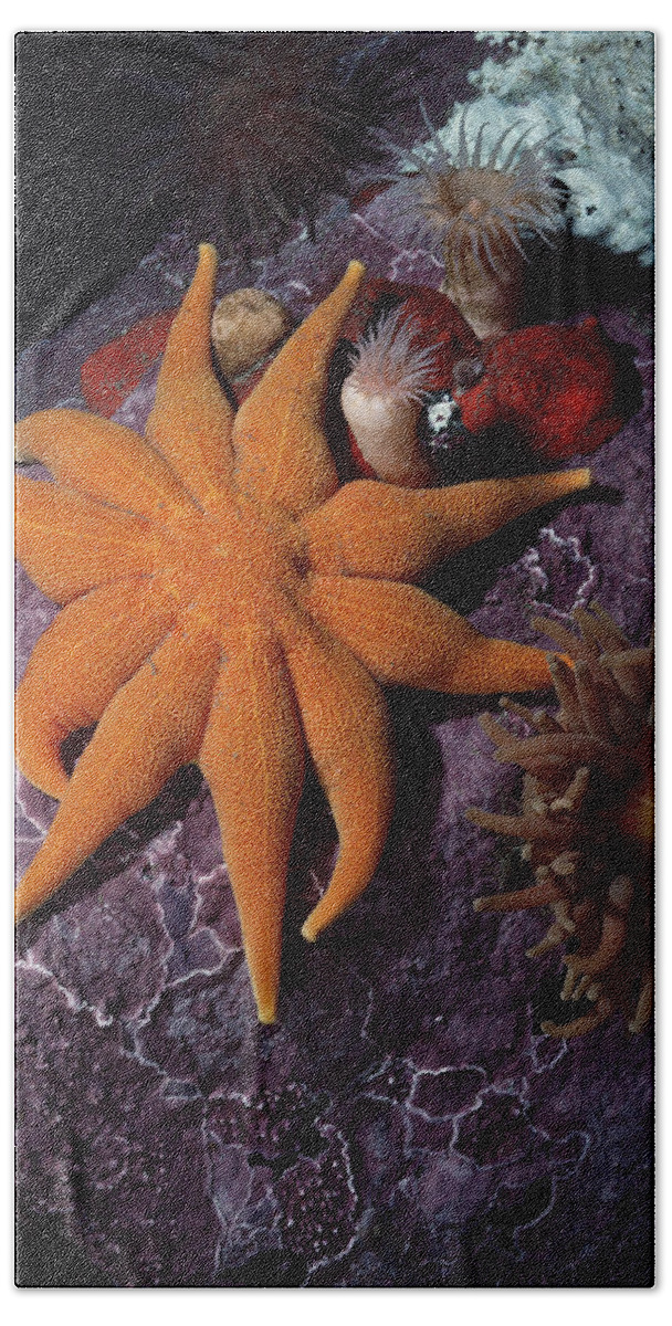 00084851 Bath Towel featuring the photograph Sea Star Anemones And Coralline Algae by Flip Nicklin