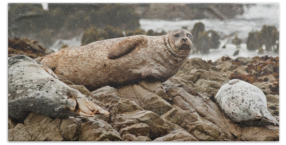 Seal Bath Towel featuring the photograph Seal Old Timers by Greg Nyquist