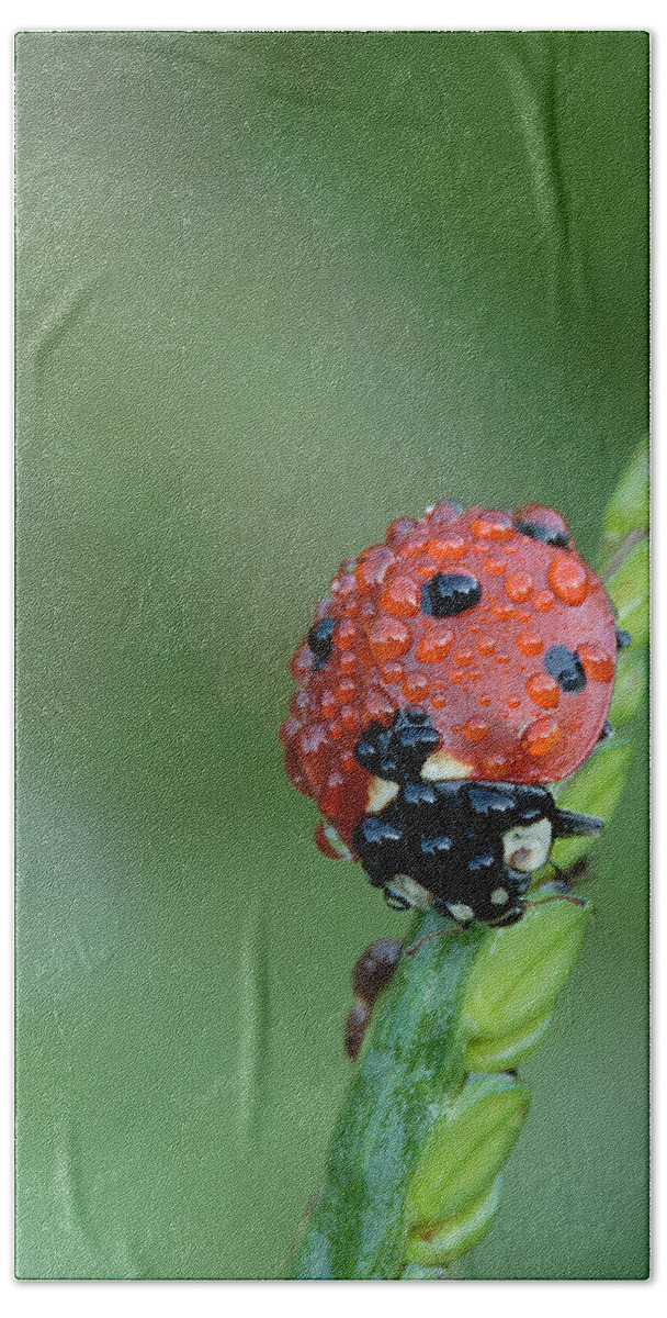 Nature Bath Towel featuring the photograph Seven-spotted Lady Beetle On Grass With Dew by Daniel Reed