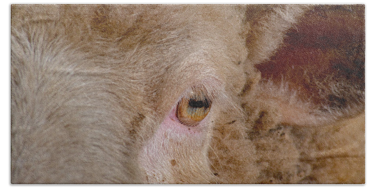 Sheep Bath Towel featuring the photograph Sheep Close Up by Bill Owen
