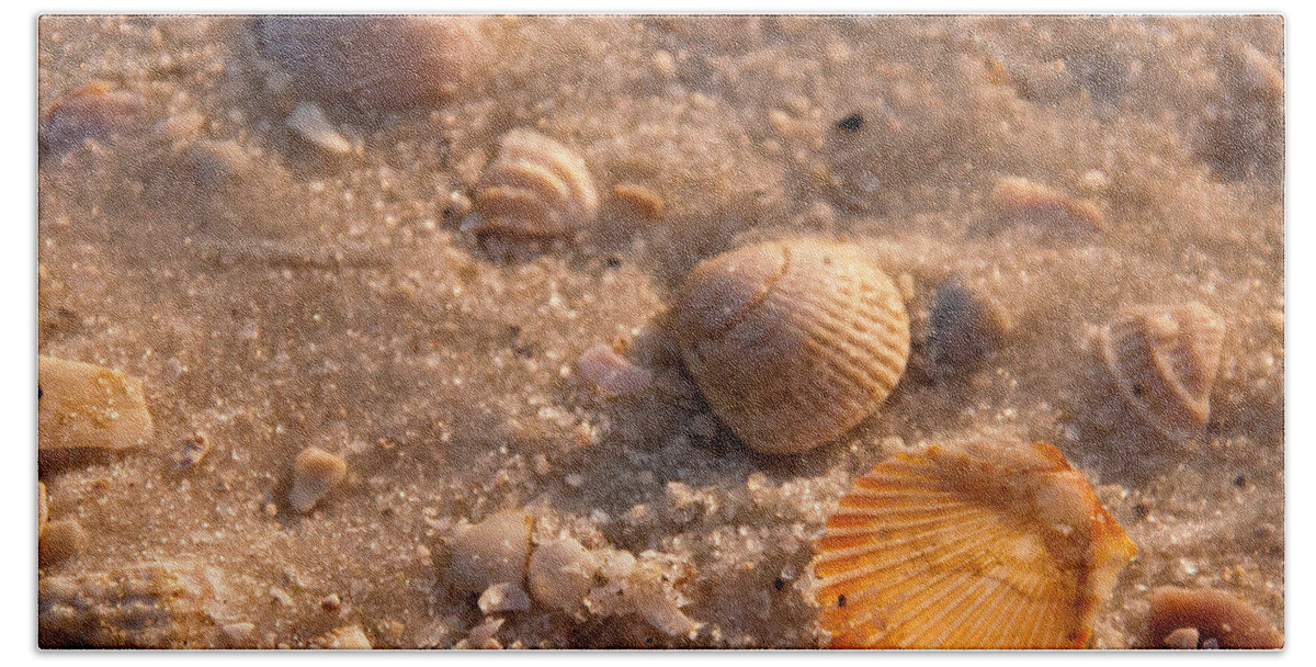 Beach Hand Towel featuring the photograph Shells on the beach by Susan Cliett