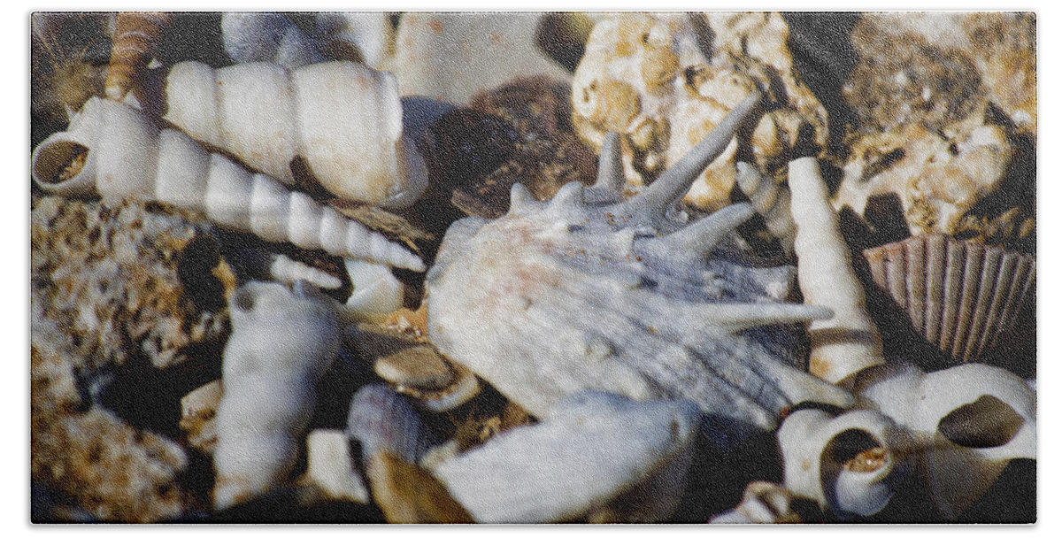 Shells Bath Towel featuring the photograph Shelly Beach V2 by Douglas Barnard