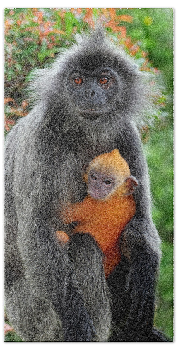 Mp Bath Towel featuring the photograph Silvered Leaf Monkey Trachypithecus by Thomas Marent