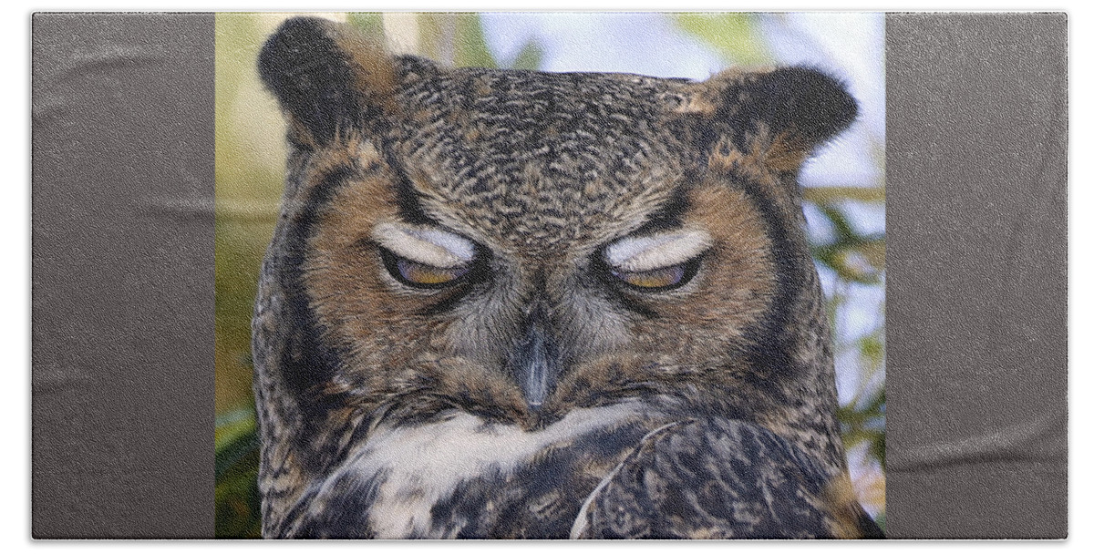 Landscape Bath Towel featuring the photograph Sleepy owl by John T Humphrey