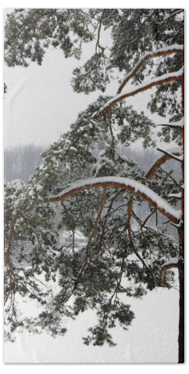 Pinetree Bath Towel featuring the photograph Snow Pine by Michelle Joseph-Long