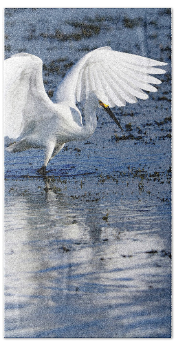 Snowy Hand Towel featuring the photograph Snowy Egret fishing by Bill Dodsworth