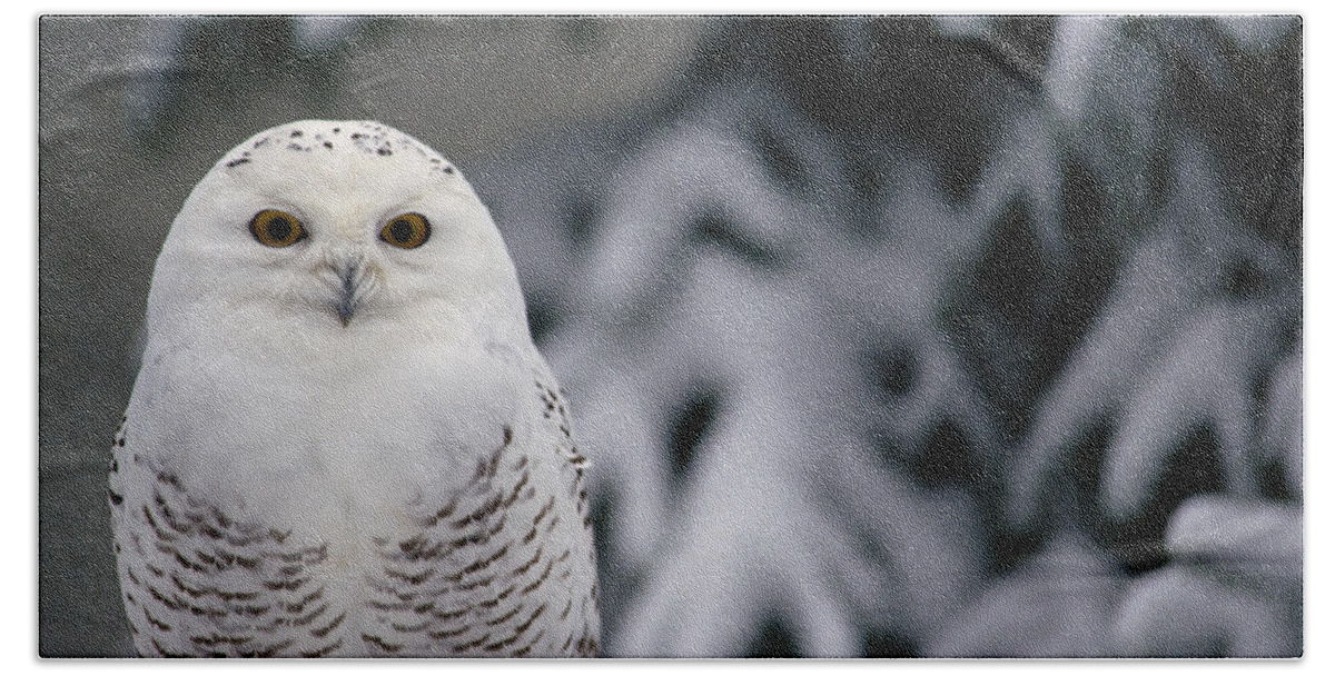 Mp Bath Towel featuring the photograph Snowy Owl Nyctea Scandiaca Camouflaged by Gerry Ellis