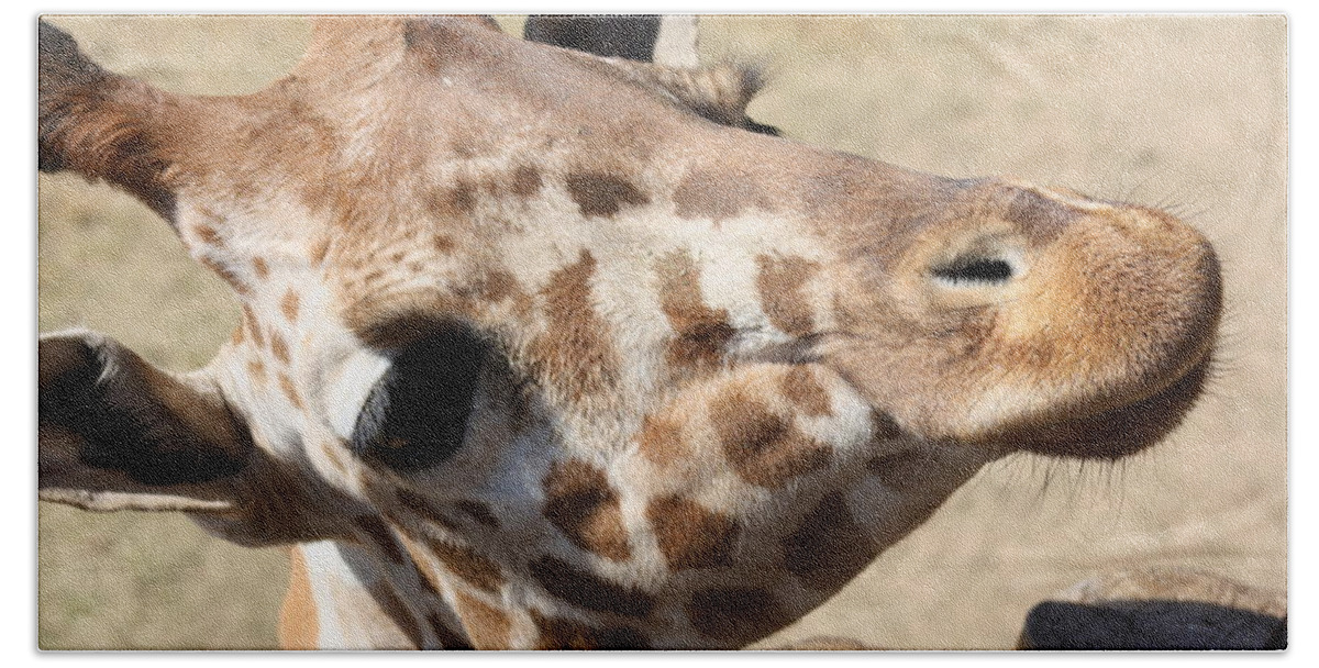 Giraffe Bath Towel featuring the photograph So Cute by Kim Galluzzo