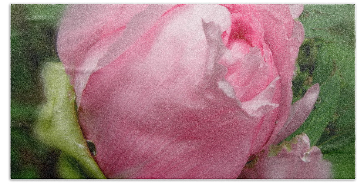 Pink Bath Towel featuring the photograph Soft Beauty by Kim Galluzzo