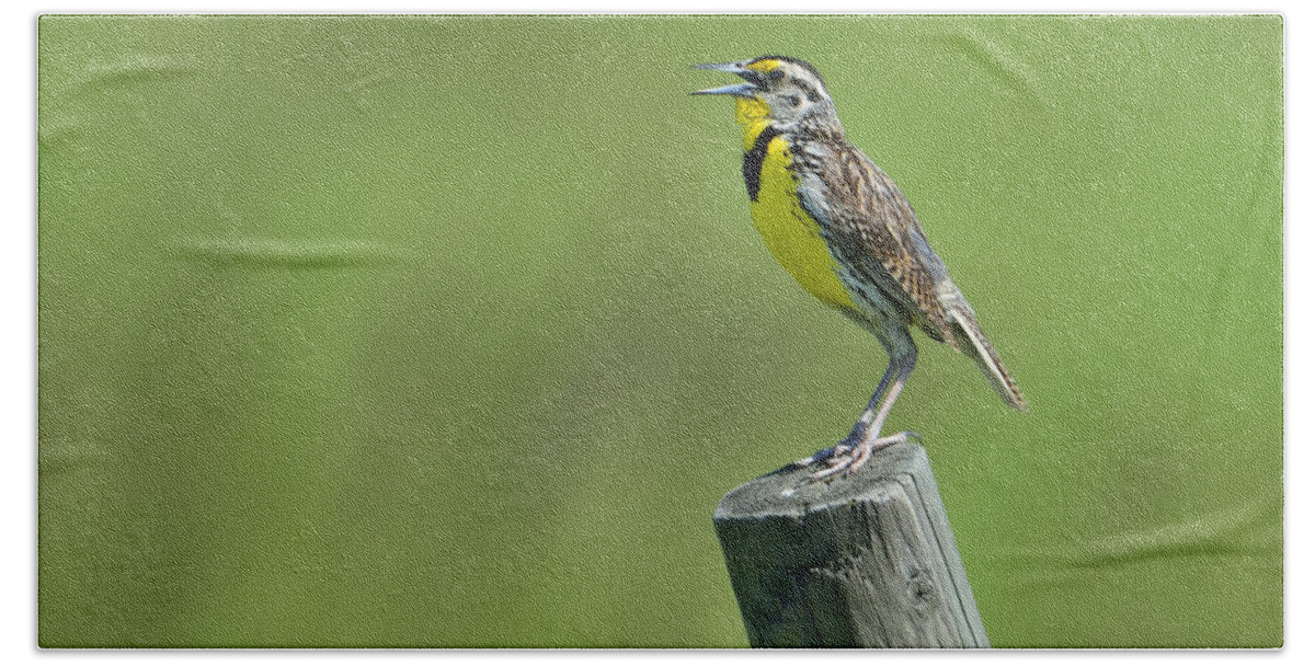 Eastern Hand Towel featuring the photograph Song of an Eastern Meadowlark by Bill Dodsworth