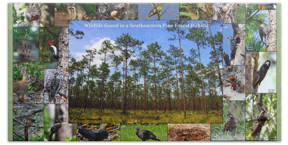 Pine Forest Hand Towel featuring the photograph Southeastern Pine Forest Wildlife Poster by Barbara Bowen