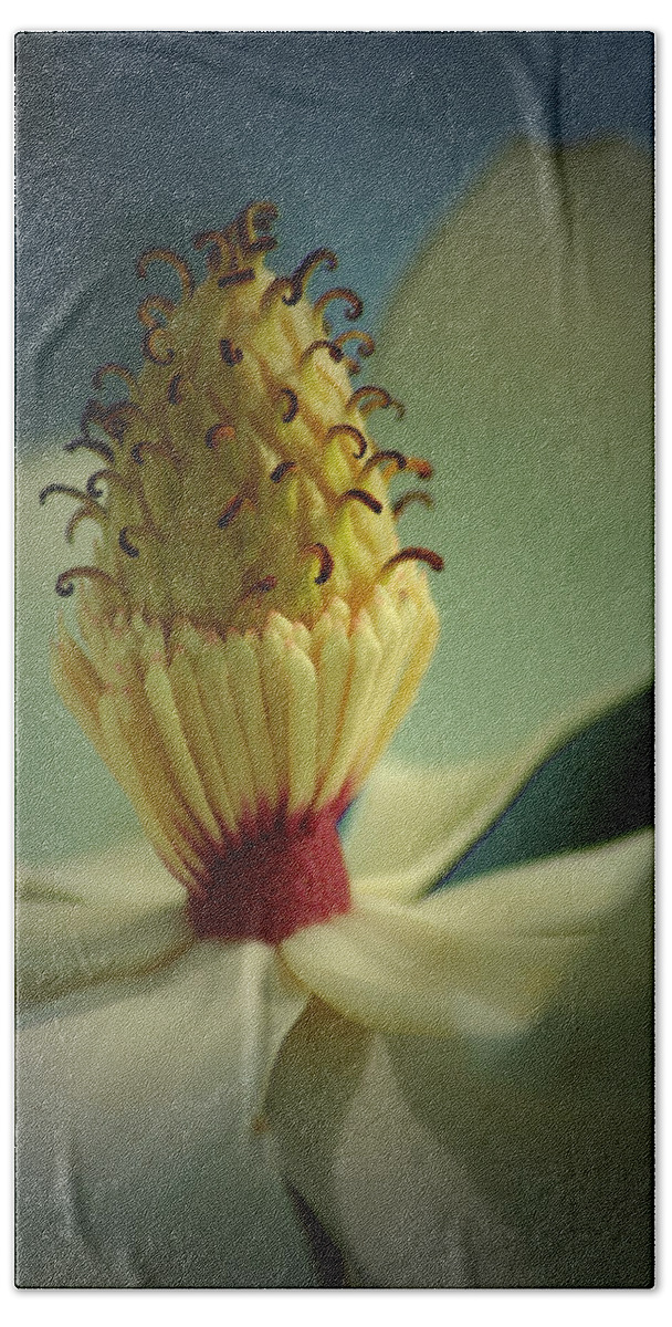 Magnolia Hand Towel featuring the photograph Southern Magnolia Flower by David Weeks