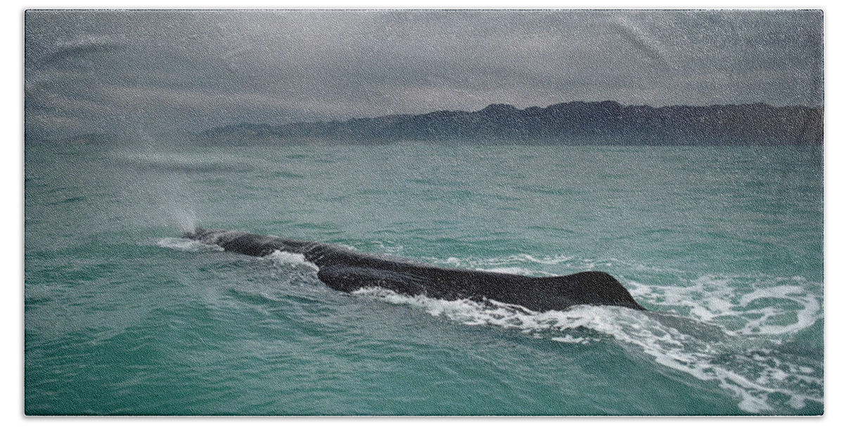 00114212 Hand Towel featuring the photograph Sperm Whale Surfacing New Zealand by Flip Nicklin