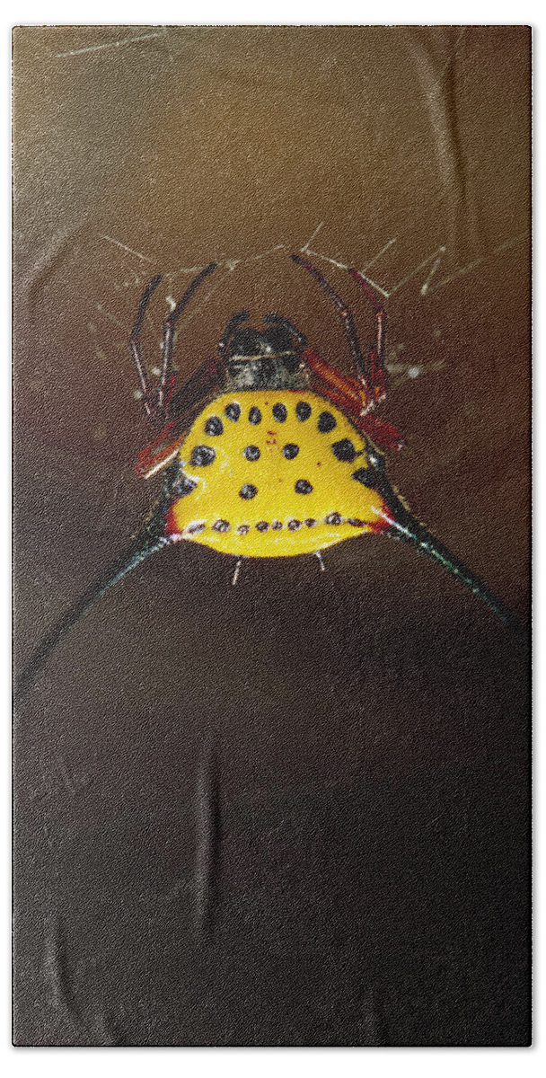 Mp Bath Towel featuring the photograph Spiked Spider Gasteracantha Sp In Web by Cyril Ruoso