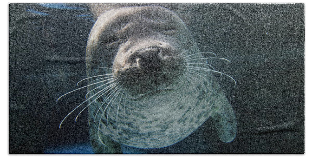 Mp Bath Towel featuring the photograph Spotted Seal Phoca Largha, Japan by Hiroya Minakuchi