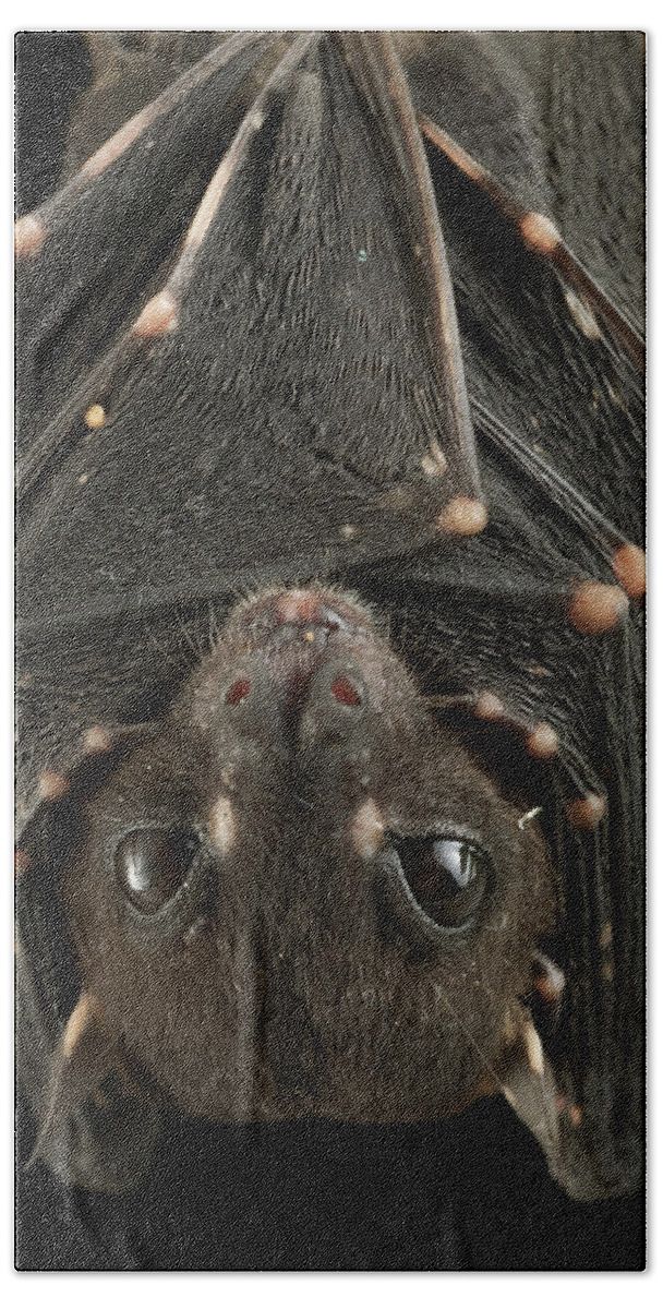Mp Bath Towel featuring the photograph Spotted-winged Fruit Bat Balionycteris by Ch'ien Lee