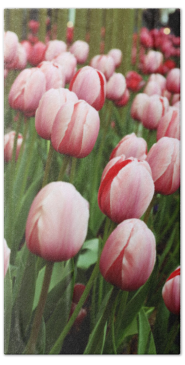 Tulips Bath Sheet featuring the photograph Spring has Sprung by Lauri Novak