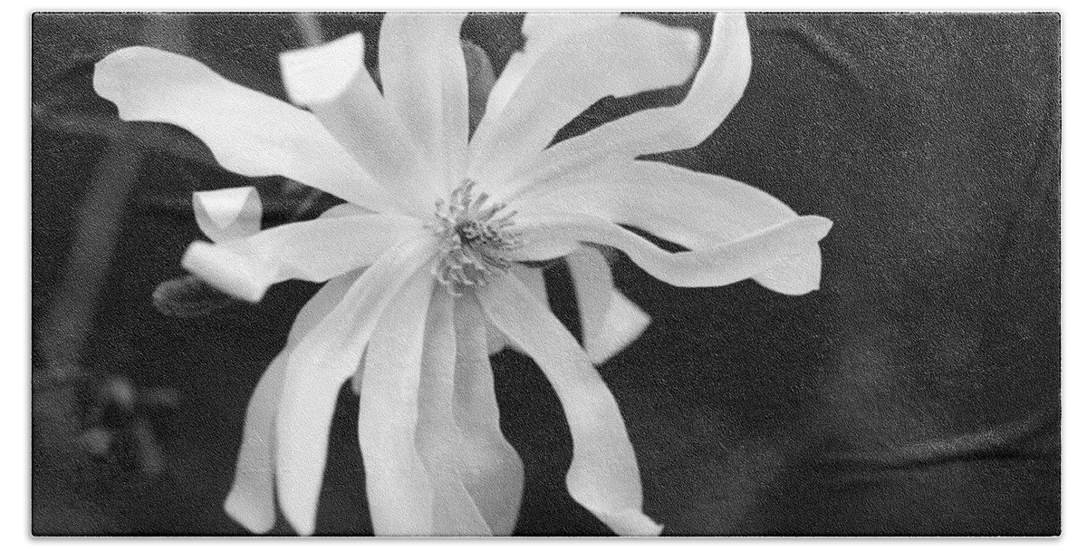 Star Magnolia Bath Towel featuring the photograph Star Magnolia by Lisa Phillips
