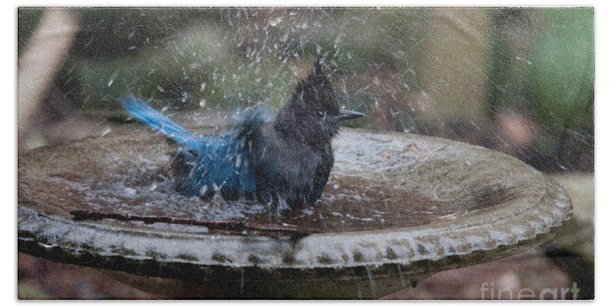 Animals Bath Towel featuring the digital art Stellar Jay in the Birdbath by Carol Ailles