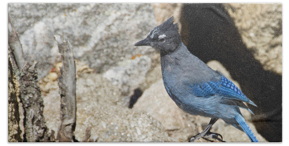 Bird Bath Towel featuring the photograph Stellers Jay by Angelina Tamez