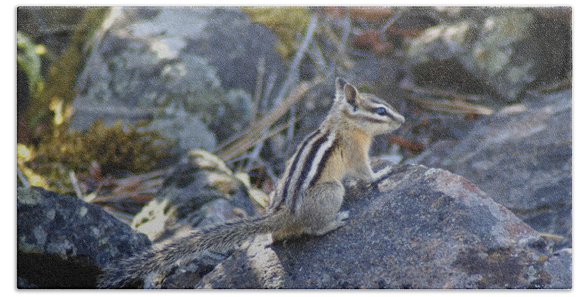 Chipmunks Bath Towel featuring the photograph Straight Tailed Chipmunk on a Rock by Ben Upham III