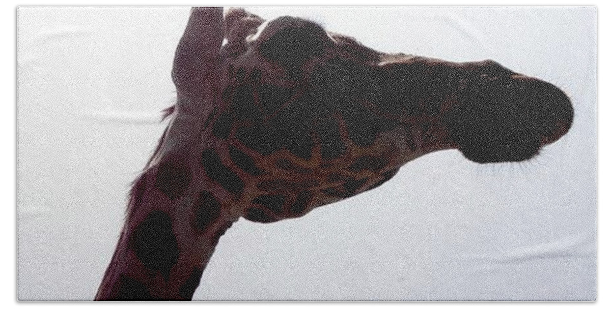Giraffe Bath Towel featuring the photograph Stretch by Kim Galluzzo Wozniak
