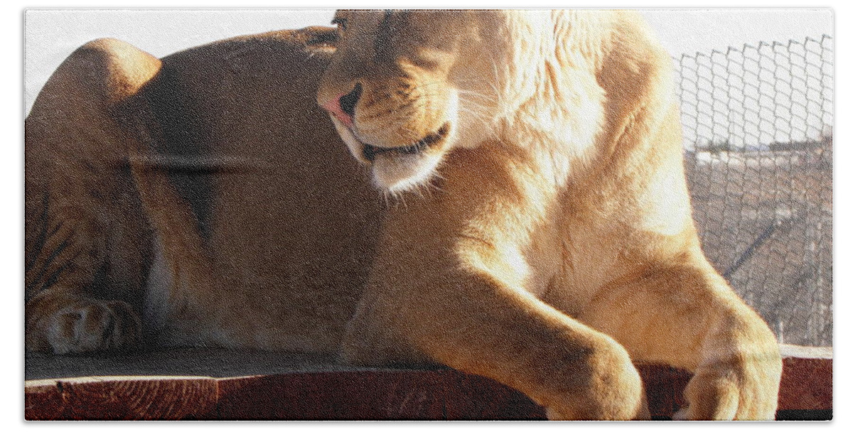 Lion Bath Towel featuring the photograph Such Beauty by Kim Galluzzo
