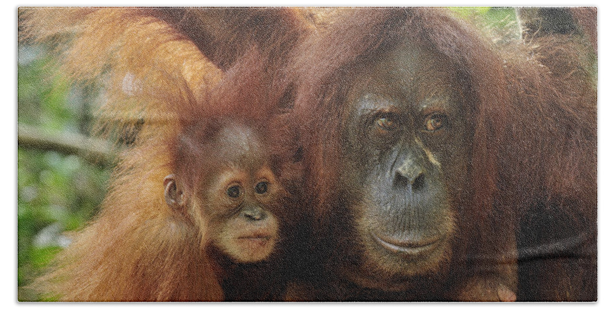 Mp Bath Towel featuring the photograph Sumatran Orangutan Pongo Abelii Mother by Thomas Marent